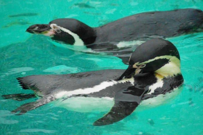 ロンドン動物園ペンギン (4)