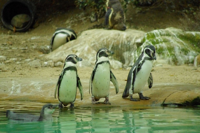 ロンドン動物園ペンギン (8)