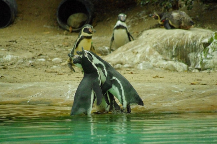 ロンドン動物園ペンギン (12)