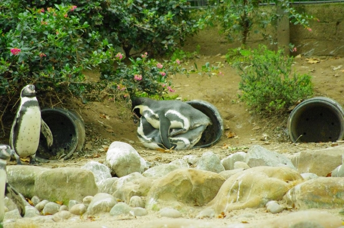 ロンドン動物園ペンギン (17)