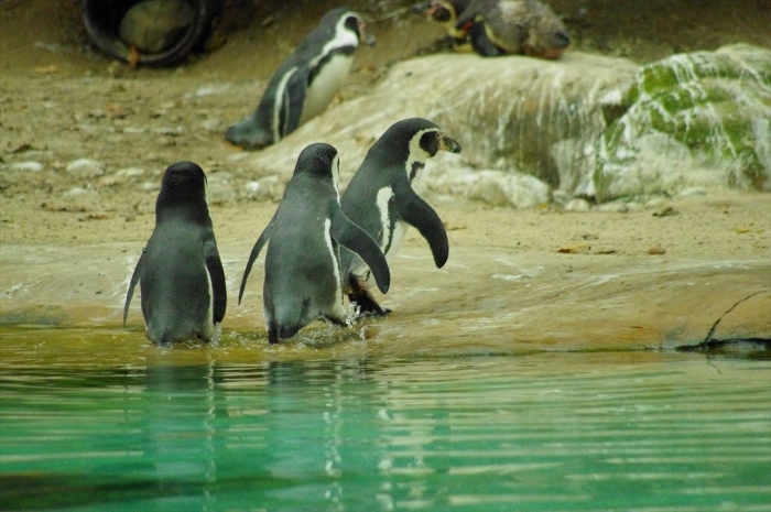 ロンドン動物園ペンギン (13)