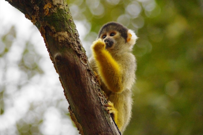 ロンドン動物園リスザル (7)