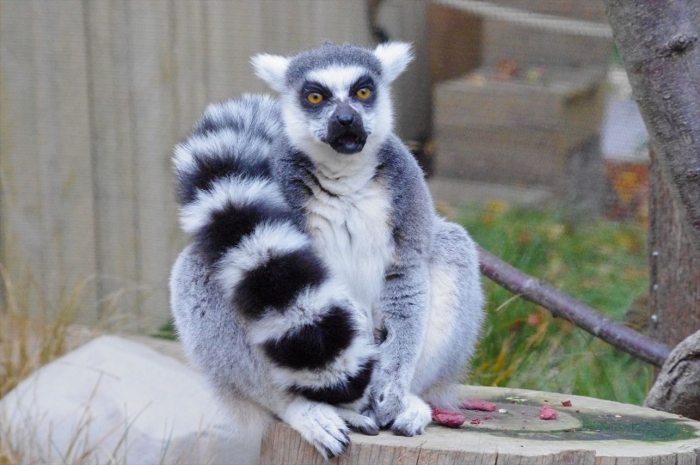 ロンドン動物園ワオキツネザル (6)