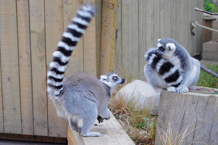ロンドン動物園ワオキツネザル (12)