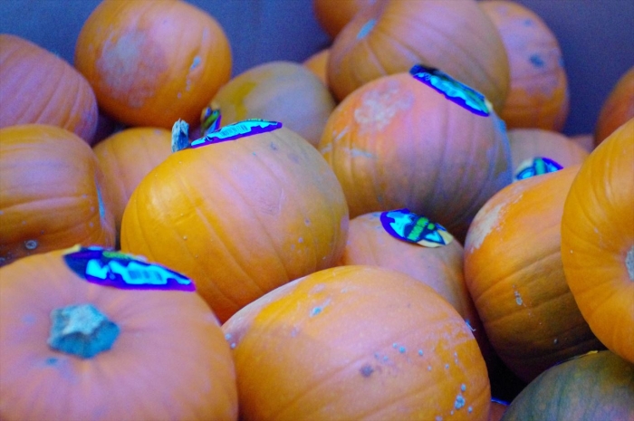 ハロウィンかぼちゃ_R