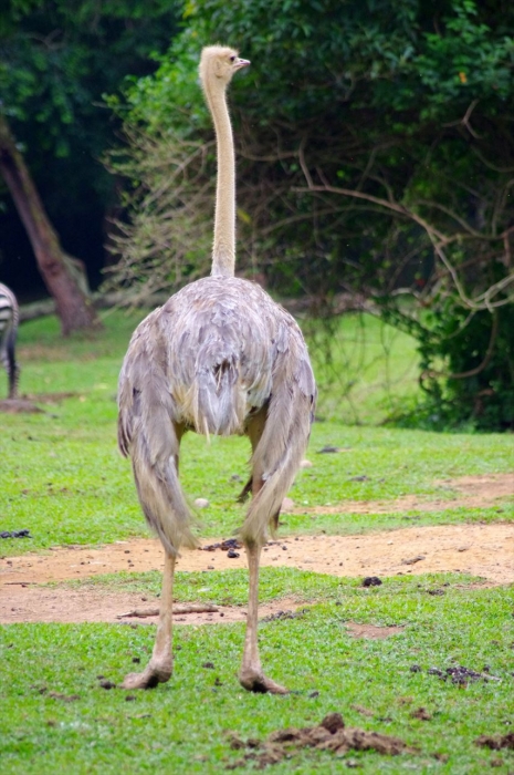エンテベ動物園 (22)