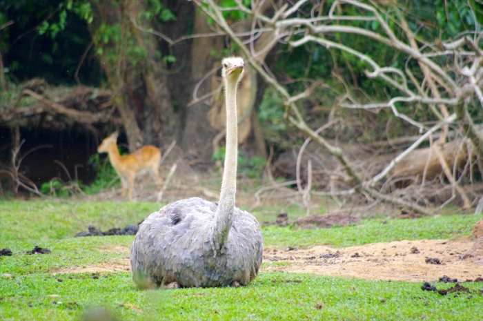 エンテベ動物園 (27)