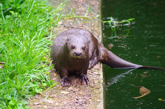エンテベ動物園 (33)