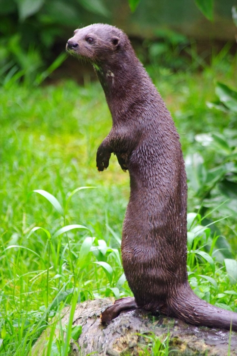 エンテベ動物園 (36)
