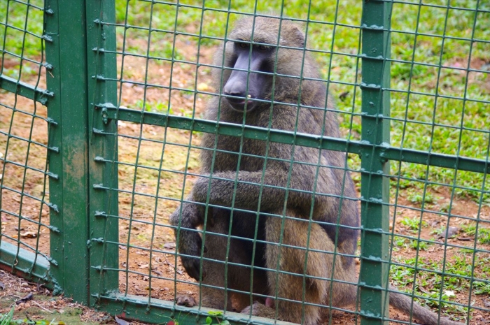 エンテベ動物園 (53)