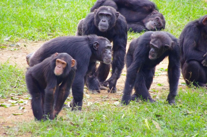 エンテベ動物園 (77)