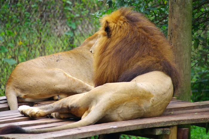 エンテベ動物園 (80)