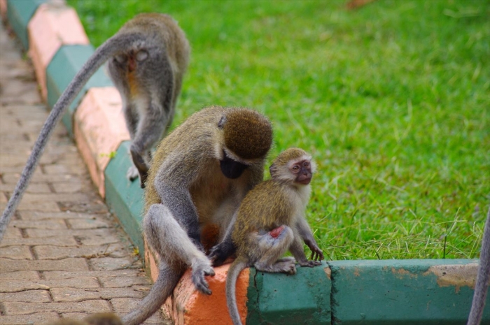 エンテベ動物園 (96)