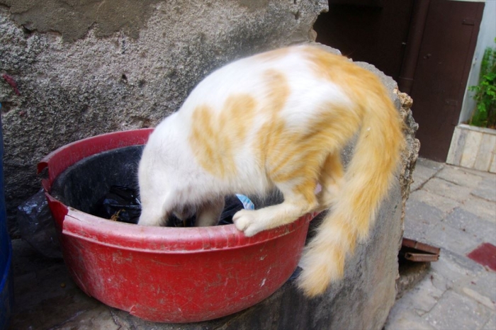 ザンジバルねこ (1)
