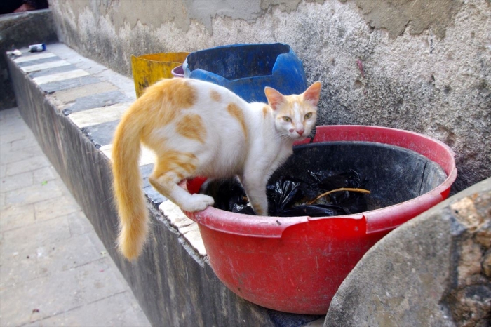 ザンジバルねこ (3)