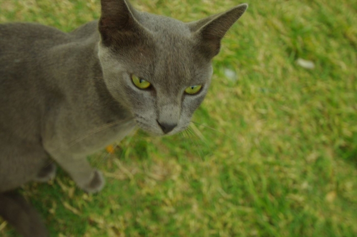 おみやげやの猫 (1)