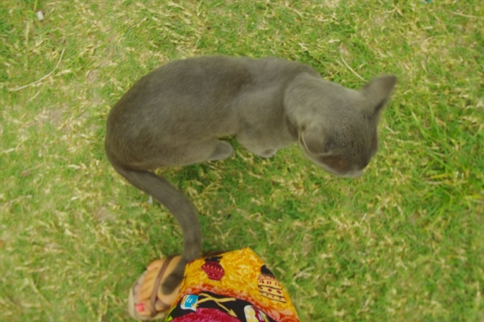 おみやげやの猫 (2)