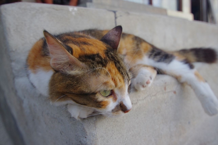 ヌングイねこ_R