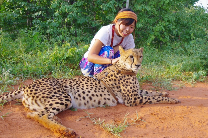 チーターとひとみちゃん (4)