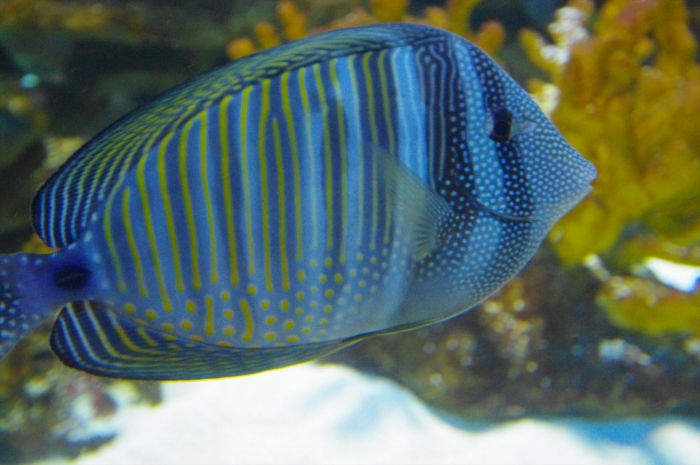 ツーオーシャンズ水族館 (4)