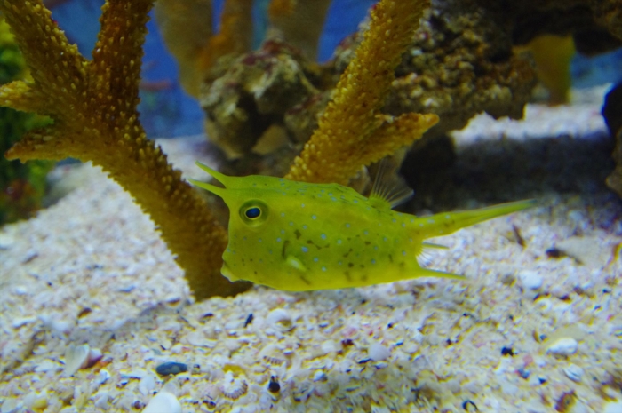 ツーオーシャンズ水族館 (7)