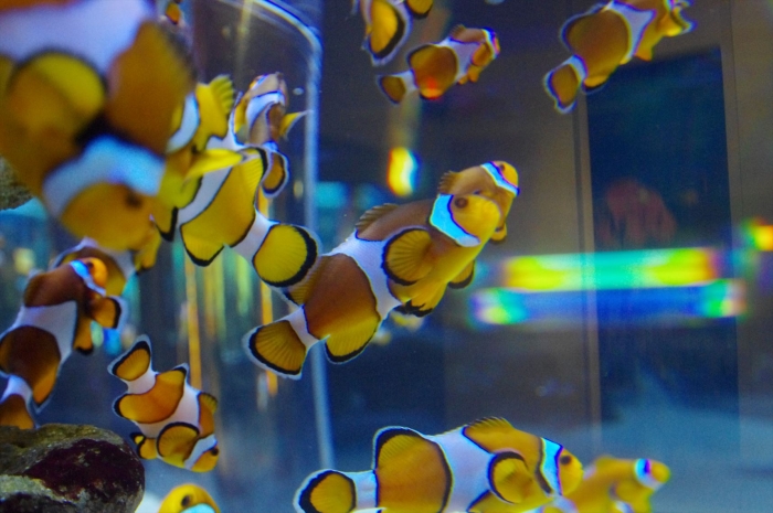 ツーオーシャンズ水族館 (35)