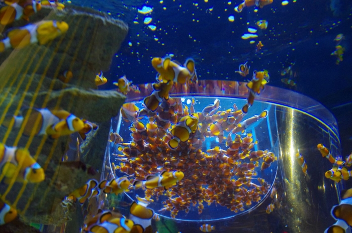 ツーオーシャンズ水族館 (28)
