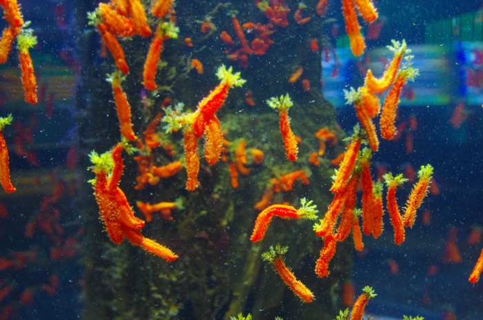 ツーオーシャンズ水族館 (38)