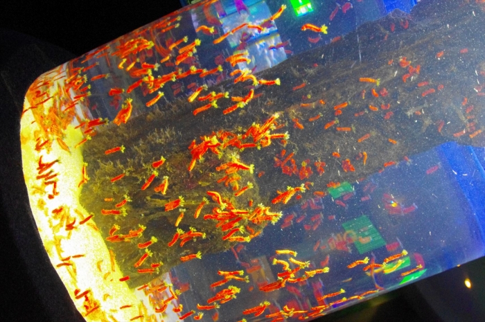 ツーオーシャンズ水族館 (39)