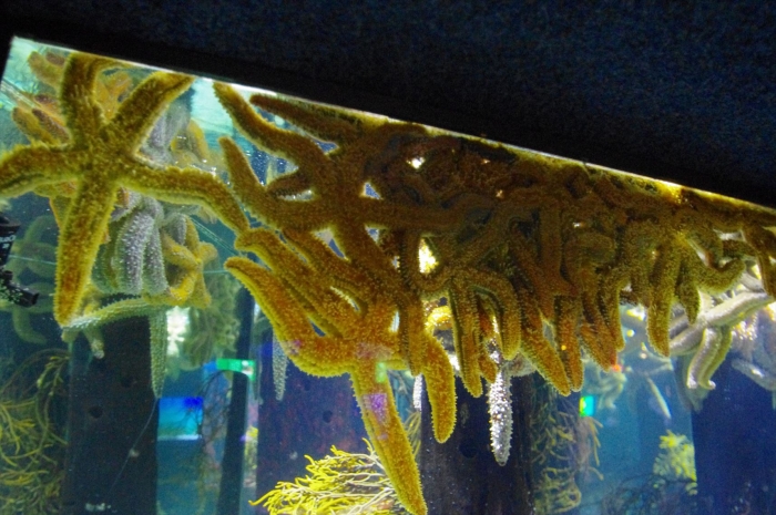 ツーオーシャンズ水族館 (46)