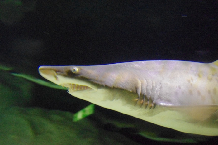 ツーオーシャンズ水族館 (55)