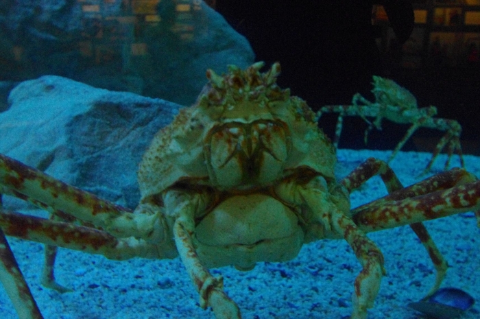 ツーオーシャンズ水族館 (58)