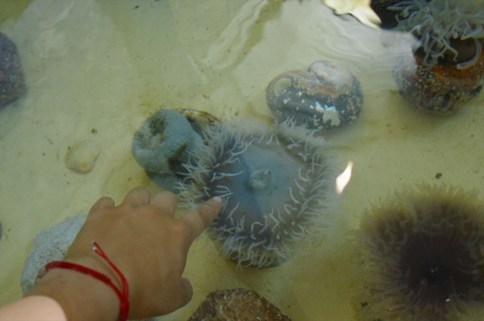 ツーオーシャンズ水族館 (62)