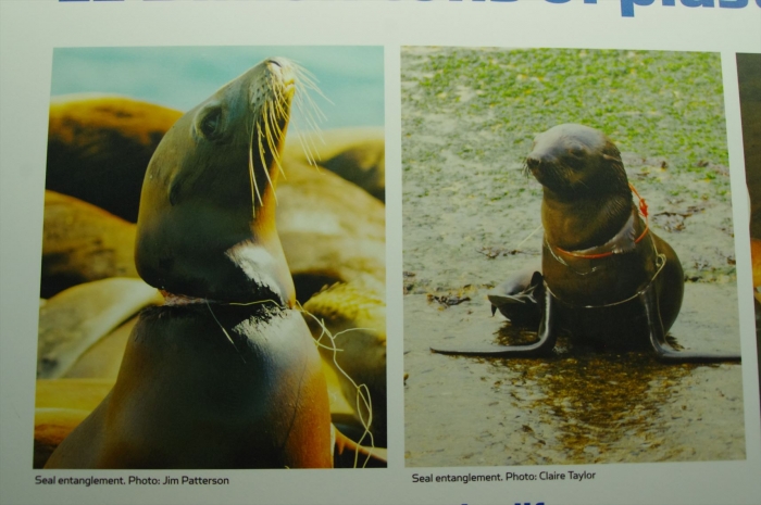 ツーオーシャンズ水族館 (66)