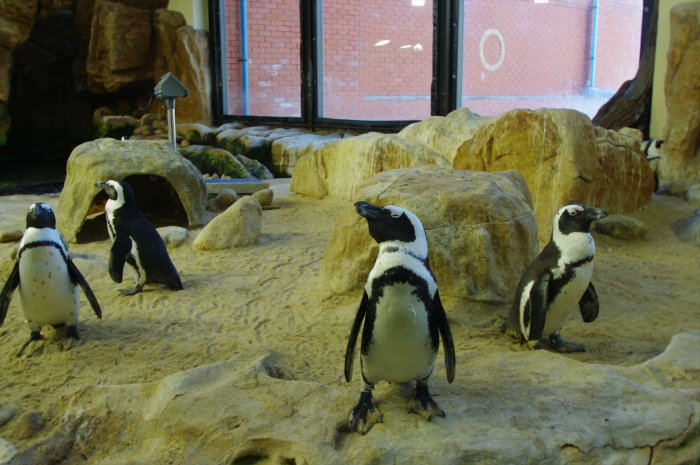 ツーオーシャンズ水族館 (72)