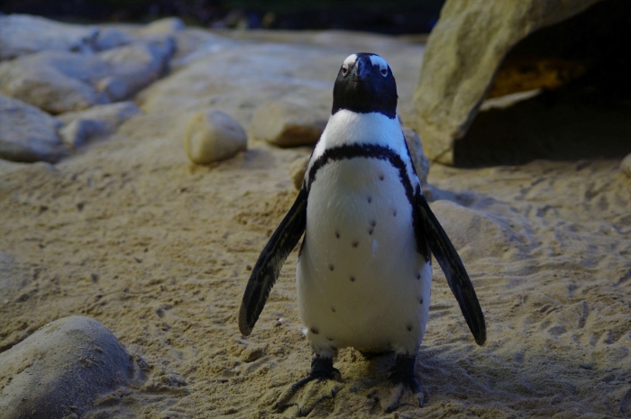 ツーオーシャンズ水族館 (76)