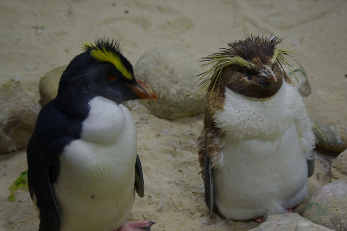 ツーオーシャンズ水族館 (85)