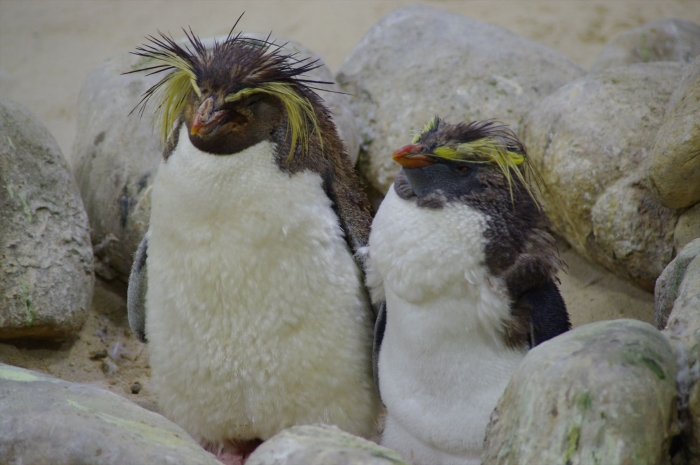 ツーオーシャンズ水族館 (87)