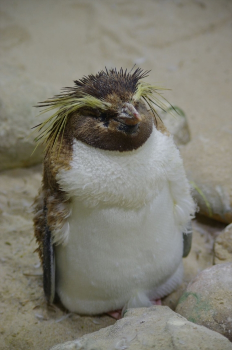 ツーオーシャンズ水族館 (88)