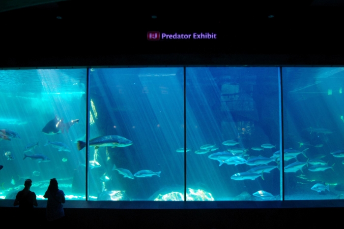 ツーオーシャンズ水族館 (109)