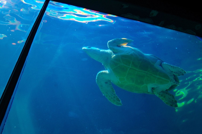 ツーオーシャンズ水族館 (112)