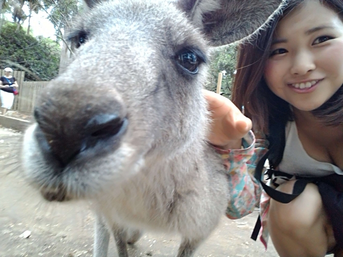 カンガルー１