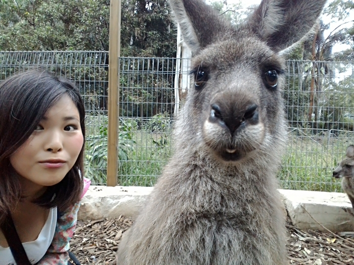 カンガルー３
