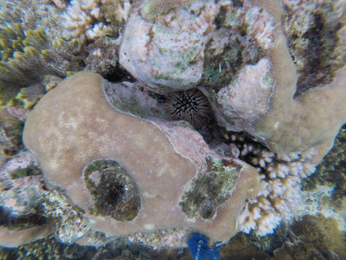 ハイダウェイの海 (45)