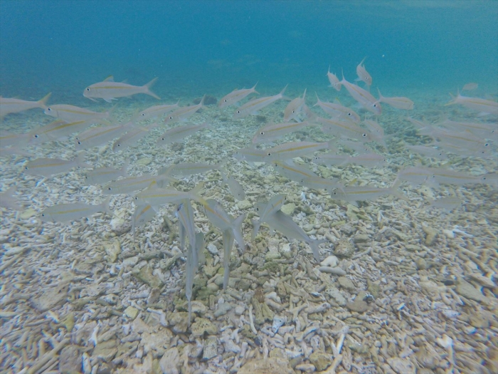 ハイダウェイの海 (51)