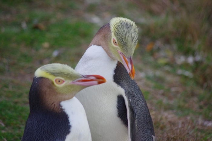 オアマルペンギン (2)
