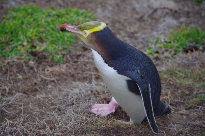 オアマルペンギン (7)