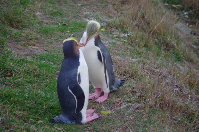 オアマルペンギン (1)