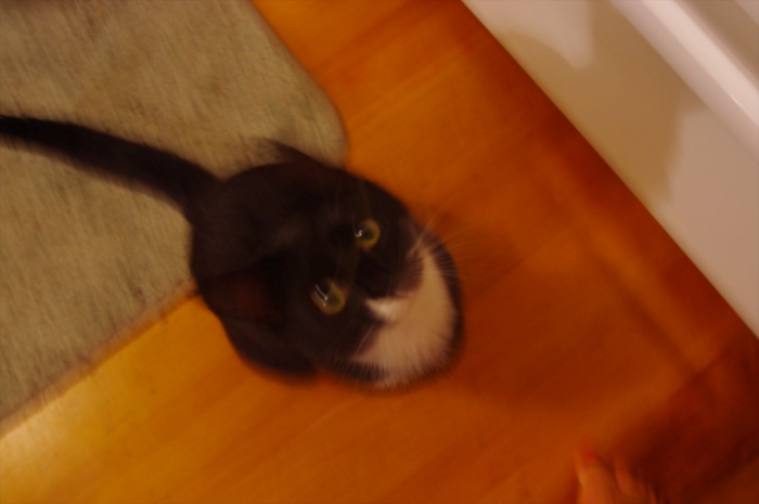 グレートホームステイ (18)