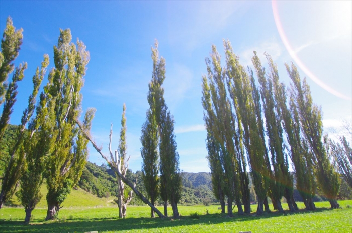wainuifalls (2)